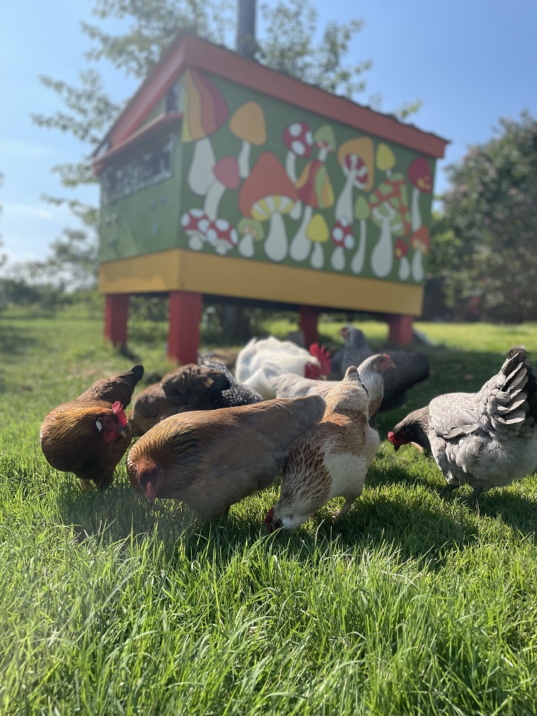 Backyard Chickens