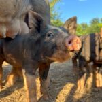 A Family's Dream Rooted in the Heart of Virginia - Jolli Farms